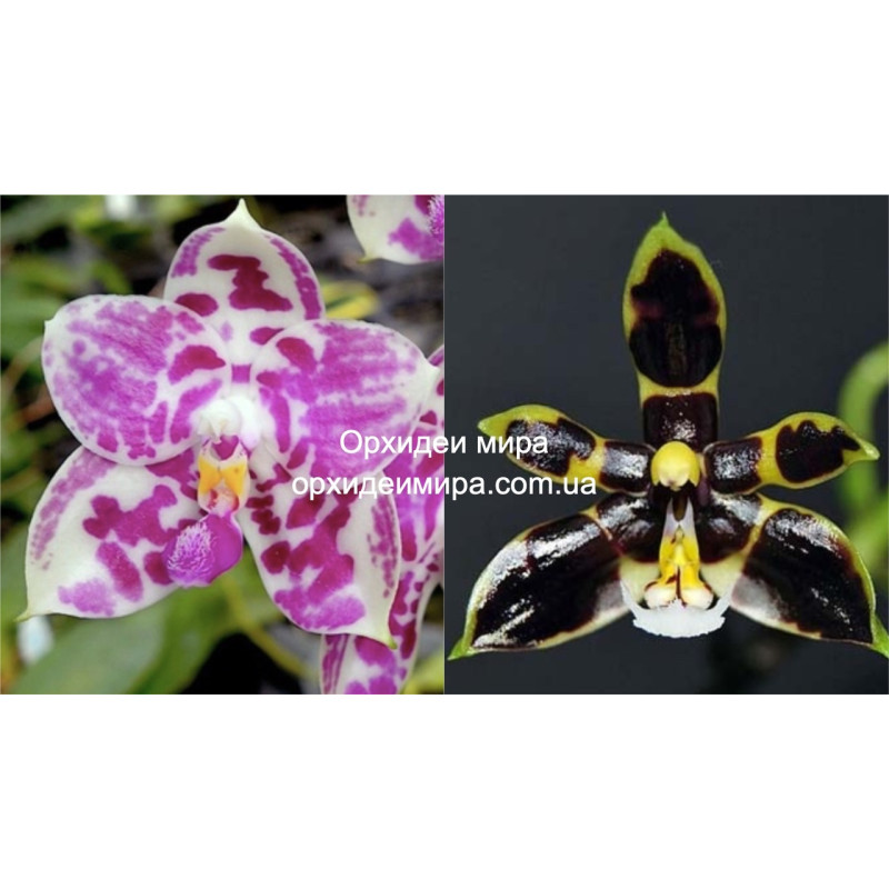Орхидея Phal. KS Super Zebra x Mannii Black - купить, доставка Украина